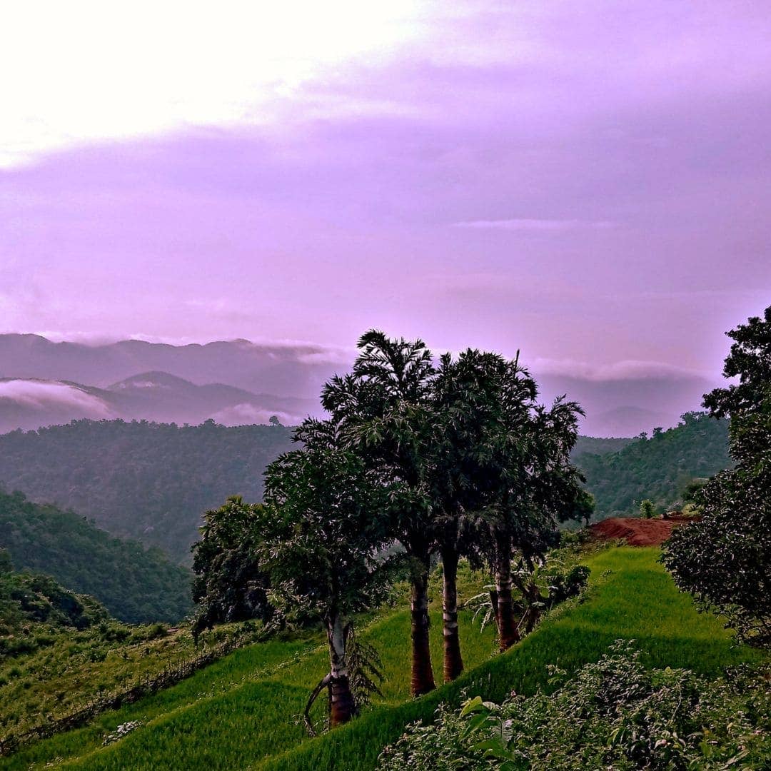 Apricot Oil, 100% Organic